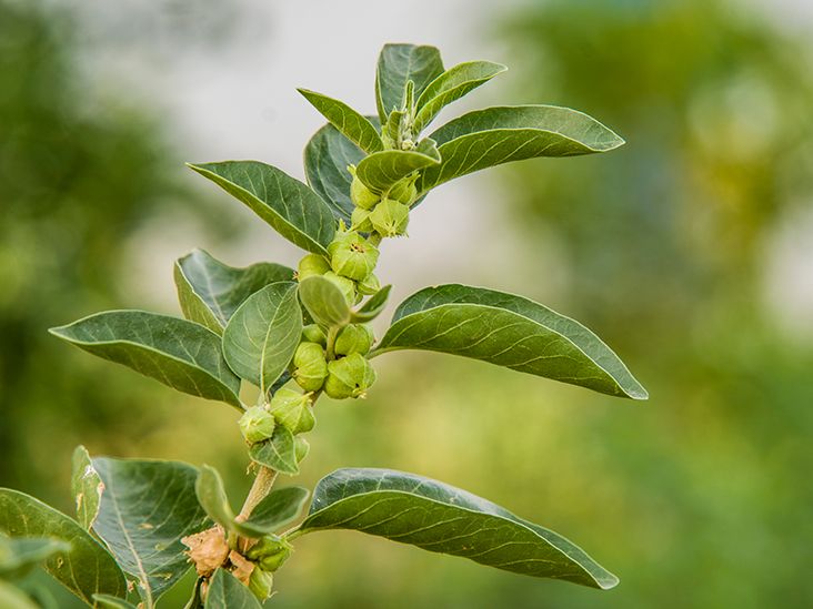 The Benefits of Ashwagandha | Stress Management and Beyond